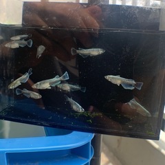 メダカ　ヴェール（若魚）　2p　
