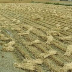 ◆麦わら・麦藁・敷きわら◆農家さん・家庭菜園などにの画像