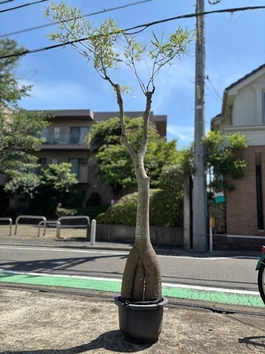 観葉植物　ボトルツリー　ブラキキトン　2m超
