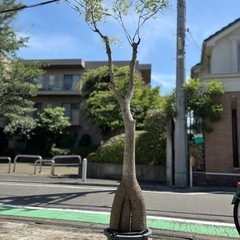 観葉植物　ボトルツリー　ブラキキトン　2m超