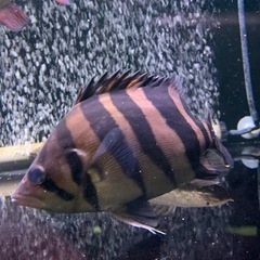 ダトニオプラスワン