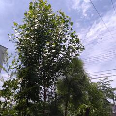 植物 植木など