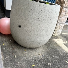 オリーブの画像
