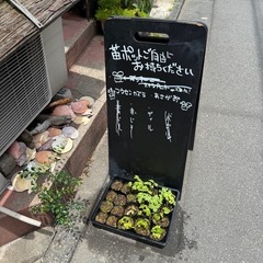 苗ポットフウセンカズラ・朝顔・シソ・ディル