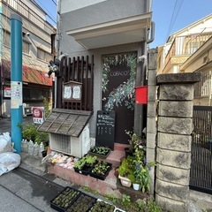 苗ポットフウセンカズラ・朝顔・シソ・ディルの画像