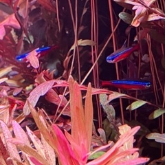 育成済み水草　水槽　アクアリウム　熱帯魚の画像