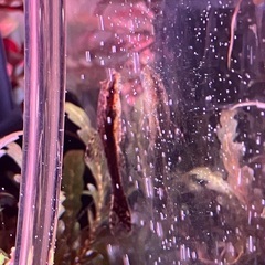 育成済み水草　水槽　アクアリウム　熱帯魚の画像