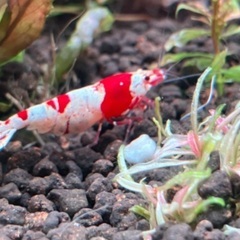 育成済み水草　水槽　アクアリウム　熱帯魚の画像