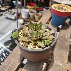 多肉植物センペルビウム