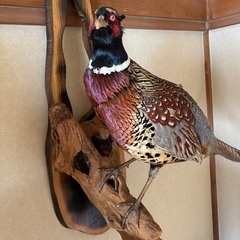 【希少】キジの剥製（壁掛け）444円｜札幌市南区の画像