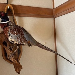 【希少】キジの剥製（壁掛け）444円｜札幌市南区の画像