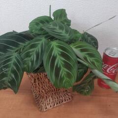 マランタ 鉢カバー付き 観葉植物