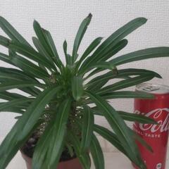 パキポディウム 観葉植物