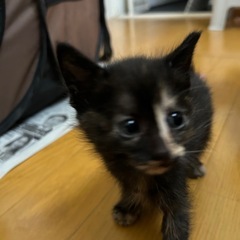 親猫がいなくなってしまった可哀想な子猫