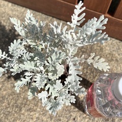 ダスティーミラー（白妙菊） 園芸花植物ガーデニングの画像