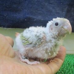 ウロコインコ　サンチーク（レッド系）　雛ちゃん