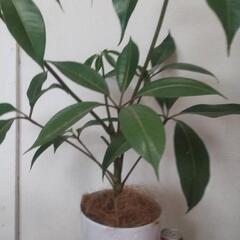 ツピタンサス 観葉植物 ココヤシファイバー