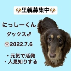 ミニチュアダックスフンドのにっしーくん