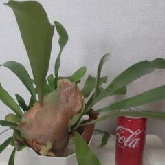 ビカクシダ コウモリラン ネザーランド