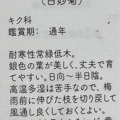 ダスティーミラー（白妙菊） 園芸花植物ガーデニングの画像