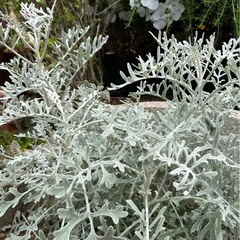 ダスティーミラー（白妙菊） 園芸花植物ガーデニングの画像