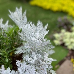 ダスティーミラー（白妙菊） 園芸花植物ガーデニングの画像