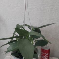 フィロデンドロン シルバーメタル