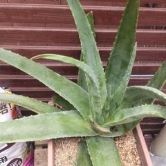 値下げしました❗️アロエ  葉が約40センチ  観葉植物