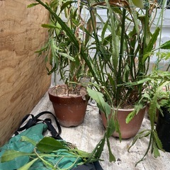 植木鉢差し上げます。