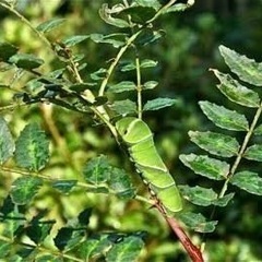 【柑橘類の葉】【山椒の葉】お譲りください