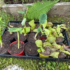 里芋の苗とサニーレタスの苗
