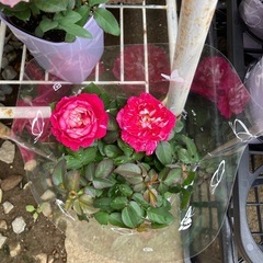 絞りの薔薇