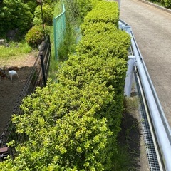 草むしり（坂）
