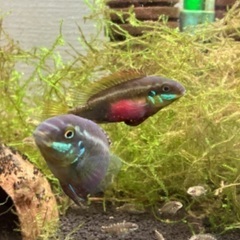熱帯魚　水草　アクアリウム