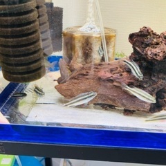 熱帯魚　水草　アクアリウムの画像