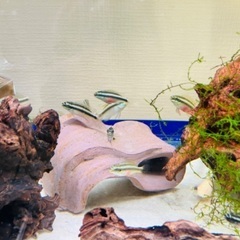 熱帯魚　水草　アクアリウムの画像