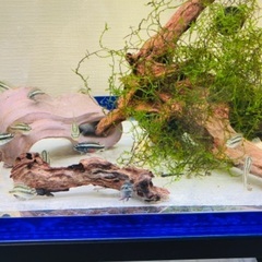 熱帯魚　水草　アクアリウムの画像