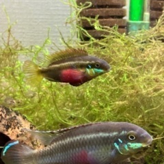 熱帯魚　水草　アクアリウムの画像