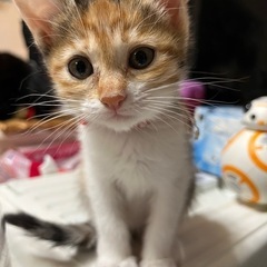 里親募集です！三毛猫