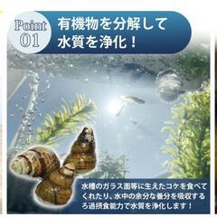 ヒメタニシ稚貝7匹セットの画像