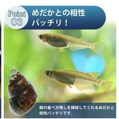 ヒメタニシ稚貝7匹セットの画像