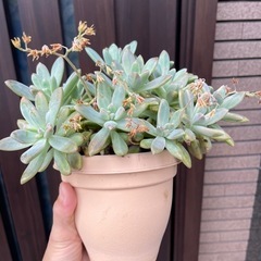 多肉植物