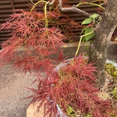 埼玉 東京都配達設置無料 もみじ系 生木 植木鉢 の画像