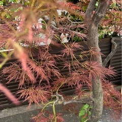 埼玉 東京都配達設置無料 もみじ系 生木 植木鉢 の画像