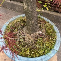 埼玉 東京都配達設置無料 もみじ系 生木 植木鉢 の画像