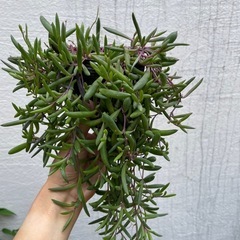 多肉植物
