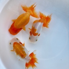 金魚 ★らんちゅう 稚魚★ ‪☆15匹 500円‪☆  約1.5...