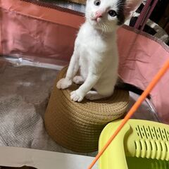ハチワレくん