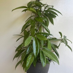 観葉植物　ホヤ　