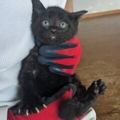 子猫　3匹　生後1ヶ月くらい